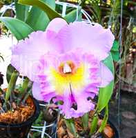 Violet cattleya orchid flower