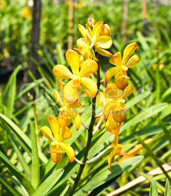 Beautiful yellow orchid in garden