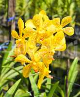 Beautiful yellow orchid in garden