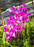 Beautiful violet orchid in garden