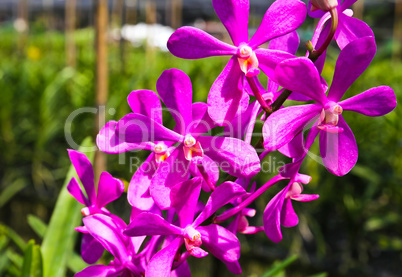 Beautiful violet orchid in garden