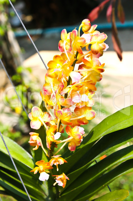 Beautiful orchid in garden