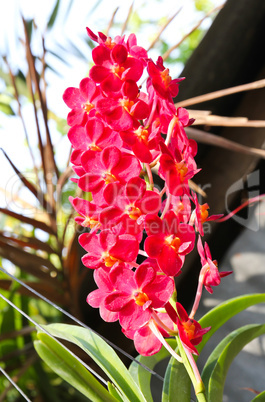 Beautiful orchid in garden