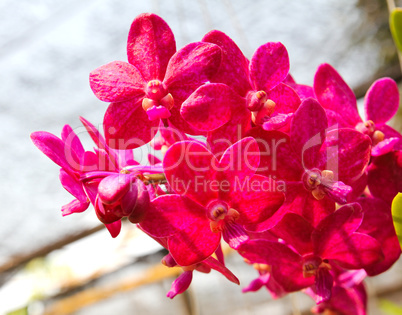 Beautiful orchid in garden