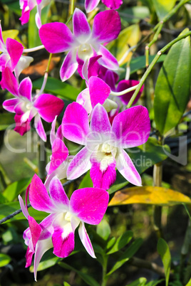 Beautiful orchid in garden