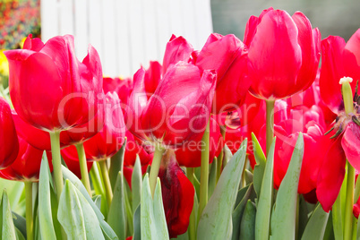 Colorful Tulips in Garden