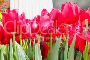Colorful Tulips in Garden