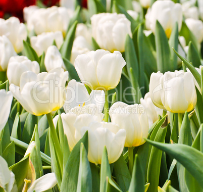 Colorful Tulips in Garden