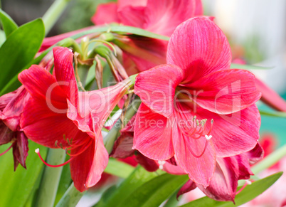 Colorful Tulips in Garden