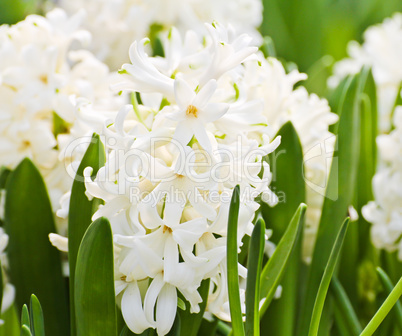 Colorful Tulips in Garden