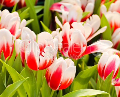 Colorful Tulips in Garden