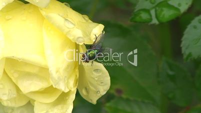 Eine Fliege krabbelt auf einer nassen gelben Rose