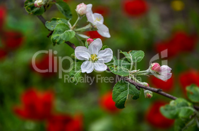 Landscape with a spring flowering pear in the garden