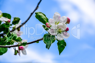 Landscape with a spring flowering pear in the garden