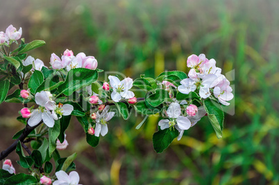 Landscape with a spring flowering pear in the garden