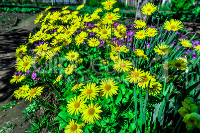 Colorful tulips in the park. Spring landscape