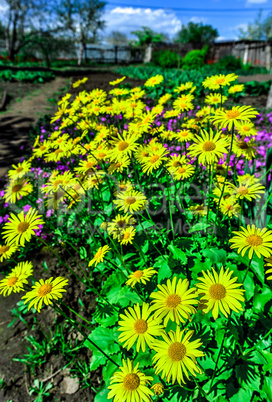 Colorful tulips in the park. Spring landscape