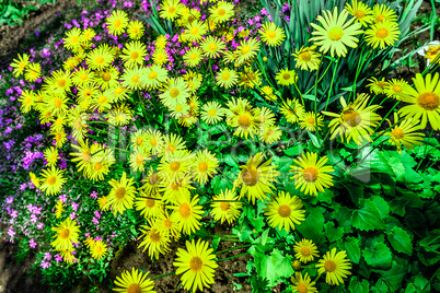 Colorful tulips in the park. Spring landscape