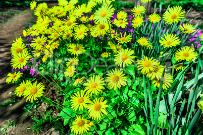 Colorful tulips in the park. Spring landscape