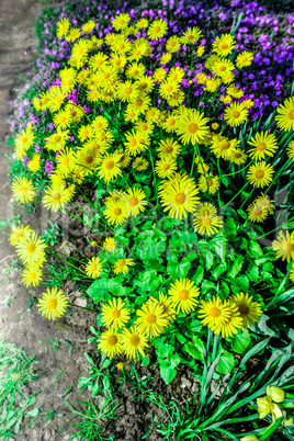 Colorful tulips in the park. Spring landscape