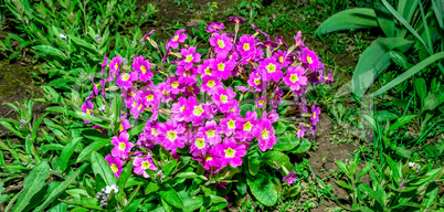 Flower bed with flowering primroses in the garden in the spring.