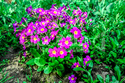 Flower bed with flowering primroses in the garden in the spring.