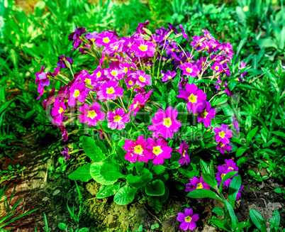 Flower bed with flowering primroses in the garden in the spring.