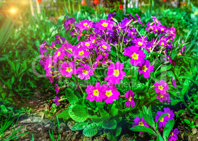 Flower bed with flowering primroses in the garden in the spring.