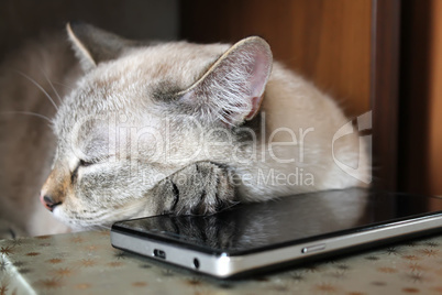 Gray cat asleep, lying head on a smartphone