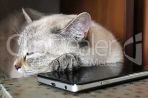 Gray cat asleep, lying head on a smartphone