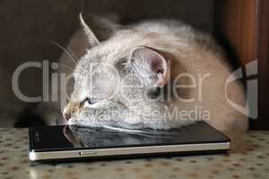 Gray cat asleep, lying head on black smartphone