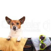 Jack Russel Terrier travelling