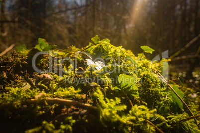 ivy and moss covering forest floor