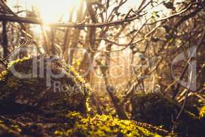 ivy and moss covering dry stone wall