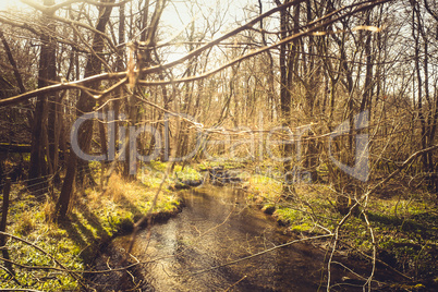 Landscape in the woods with a small stream running through bare trees and plant life in nature