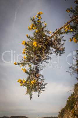 Ulex europaeus flowering in spring