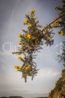 Ulex europaeus flowering in spring