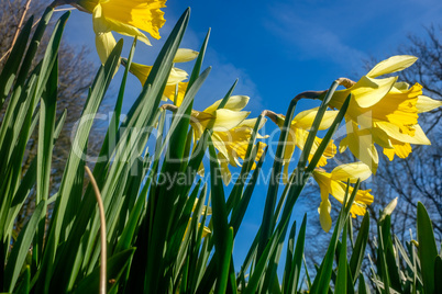 Daffodil Easter Spring Flowers close up with blue sky
