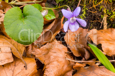 Violet pansy flowers in beech leaves first signs of Sprintime