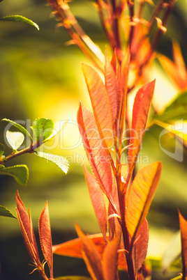 macro shot of the colourful leaves of a forest flame bush