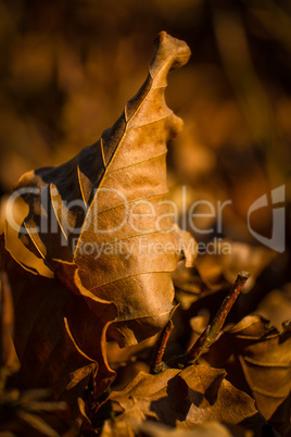 fallen leaves on forest floor
