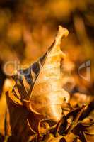 fallen leaves on forest floor