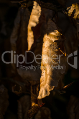 fallen leaves on forest floor