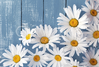 Heads of flowers white big daisies on a blue wooden surface