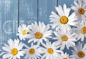 Heads of flowers white big daisies on a blue wooden surface