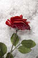 Red rose on the white snow