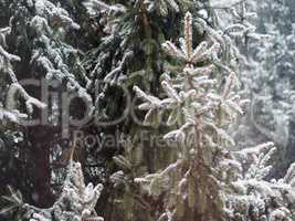 winter scene with snow background