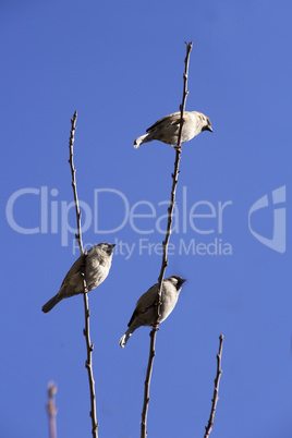 Sparrows on branch