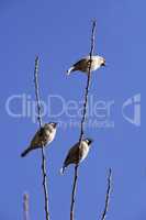 Sparrows on branch