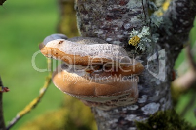 champignons